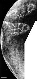 Profile Picture of Delitzschalaon Wikipedia