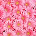 Profile Picture of Sofia Miguel (@Sofia-Miguel) on Facebook