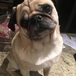 Profile Picture of Arnold Robertson The Pug 🐶 (@arnoldtheallblack) on Instagram