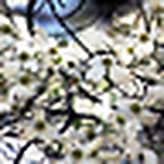 Profile Picture of Cnething (@cnething) on Flickr