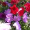 Profile Picture of Sherry Larson (@Sherry-Larson) on Facebook
