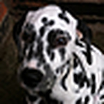 Profile Picture of Chelsea Franklin (@Chelsea Annie Franklin) on Flickr