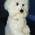 Profile Picture of Lucy Pearl Taco Goosey Shaffer (@____.lucccy.____) on Instagram