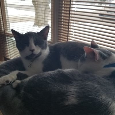 Profile Picture of Brian Tripp (@BrianTr52058894) on Twitter