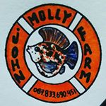 Profile Picture of Molly Fish Great Quality 🐠 🐠 (@john_molly_farm) on Instagram