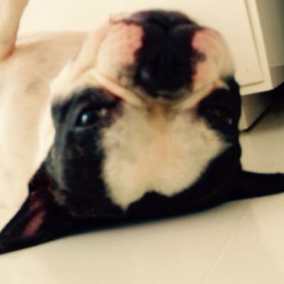 Profile Picture of Christopher Treloar (@KaiTreloar) on Twitter