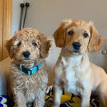 Profile Picture of Cora & Cooper (@cora.cooper.doodle) on Instagram