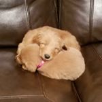 Profile Picture of Kirby Walker Clack (@kirbydagoldendoodle) on Instagram