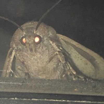 Profile Picture of David Moth (@david84722000) on Twitter