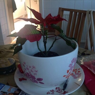 Profile Picture of Bernard Connor (@BernardConnor3) on Twitter