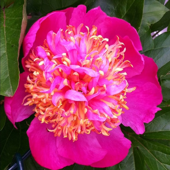 Meaghan Kelly - Poshmark Profile Picture of Meaghan Kelly (@soprano19) on Poshmark