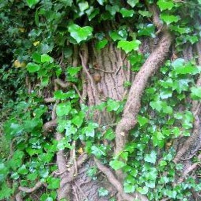 Profile Picture of John Leopold (@7_leopold) on Twitter