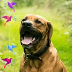 Profile Picture of Andrew Howison (@Andrew-Howison) on Facebook