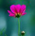 Profile Picture of Sajid Mohiuddin (@Sajid-Mohiuddin) on Facebook