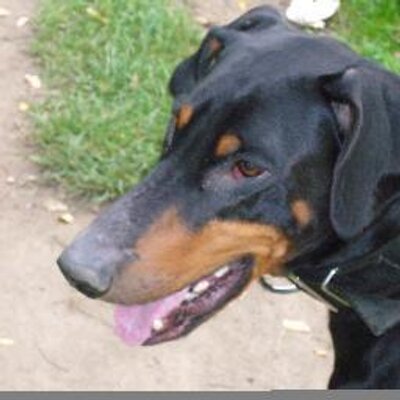 Lisa Pavlovic - Twitter Profile Picture of Lisa Pavlovic (@LisaPavlovic) on Twitter