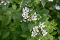 Profile Picture of Rubus pensilvanicuson Wikipedia