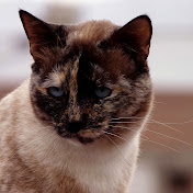 Profile Picture of Marita Rasmussen (@TorresRasmussen) on Youtube