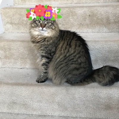 Profile Picture of Mia Bean (@Miabean17533593) on Twitter