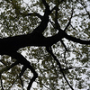 Profile Picture of Mohan Thomas (@mohan.thomas) on Flickr