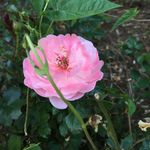 Profile Picture of Sara Doolittle Alberti (@sarakdalberti) on Instagram