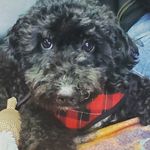 Profile Picture of Shadow Nicholas (@shadow.puppy516) on Instagram