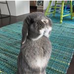 Profile Picture of Curtis Harmon (@curtis_the_lop) on Instagram