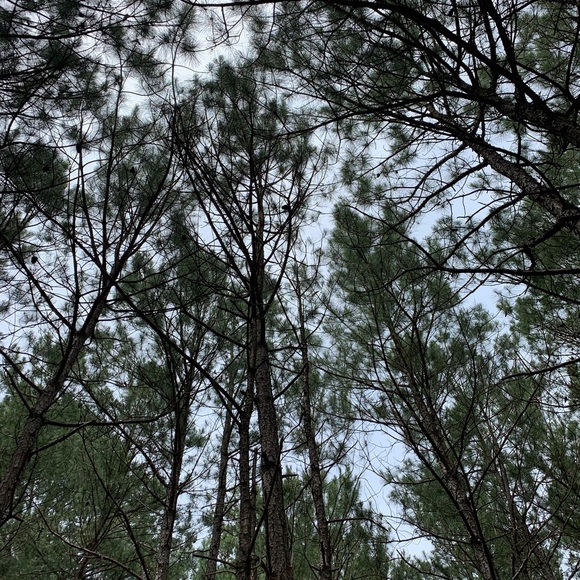 Profile Picture of Lynette Waller (@kcwall2) on Poshmark