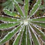 Profile Picture of Sandy Swanson (@aswanson1955) on Instagram