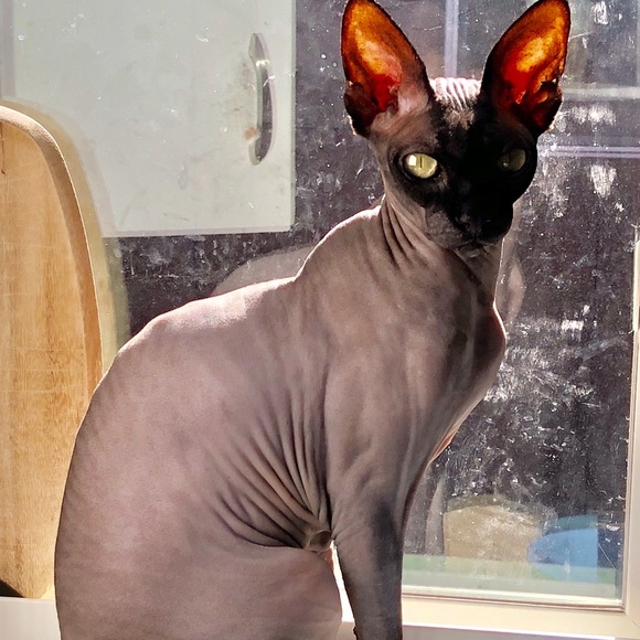 Profile Picture of Melissa Bokelman (@melis92400) on Poshmark