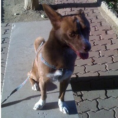 Profile Picture of Elaine Li (@ziyu1128) on Twitter