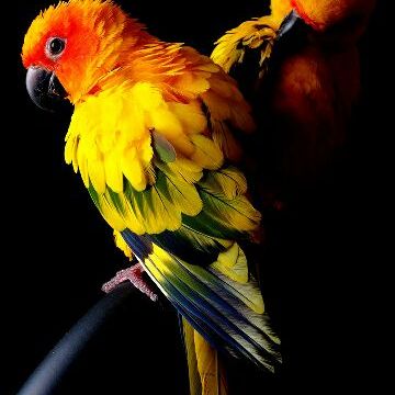 Profile Picture of laura wojciechowska (@catanddog10000) on Tiktok