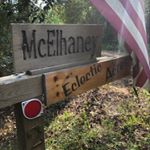 Profile Picture of Allison McElhaney (@eclecticacresfarm) on Instagram