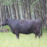 Profile Picture of Travis Olson (@olefarms) on Instagram