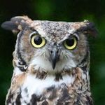 Profile Picture of Preston Watson (@_achunkysquirrel_) on Instagram