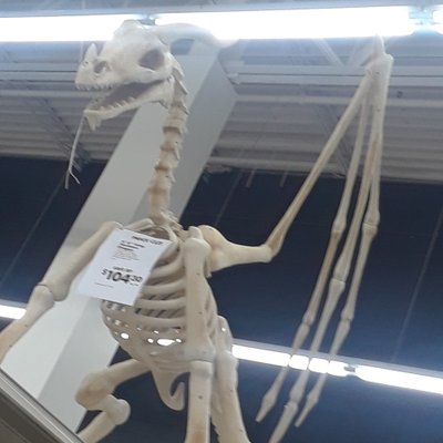 Profile Picture of Hayden (@Laurel_Solace) on Twitter