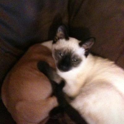 Profile Picture of Danielle Matthews (@SnowWynterSiame) on Twitter