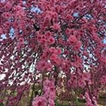 Profile Picture of Joyce K. Quintal (@joyce.quintal) on Instagram