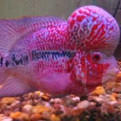 Profile Picture of Ben Falk (@benfalk4031) on Youtube