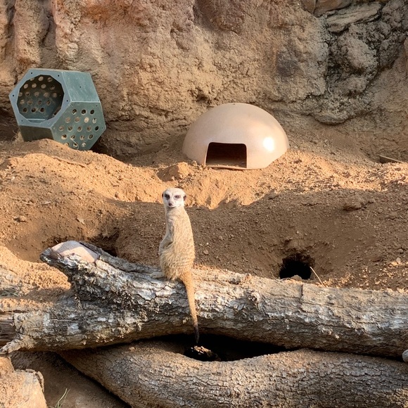 Profile Picture of Kelly Mark guest (@peeps202021) on Poshmark