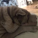 Profile Picture of William Coyle (@william_coyle) on Instagram