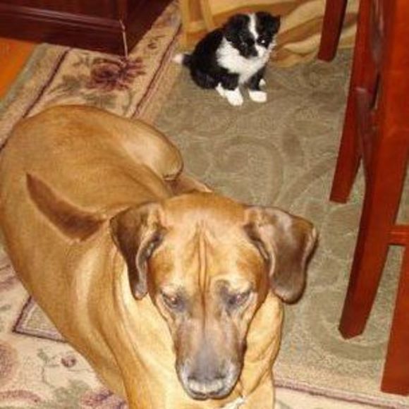 Profile Picture of Paulie Cassabria (@pauliecassabria) on Poshmark