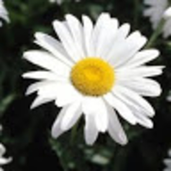 Profile Picture of Melanie Riessen (@melanier360) on Poshmark