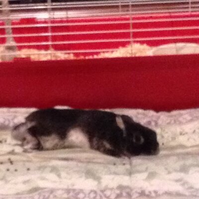 Profile Picture of Andrew Leonardis (@leonardis1) on Twitter