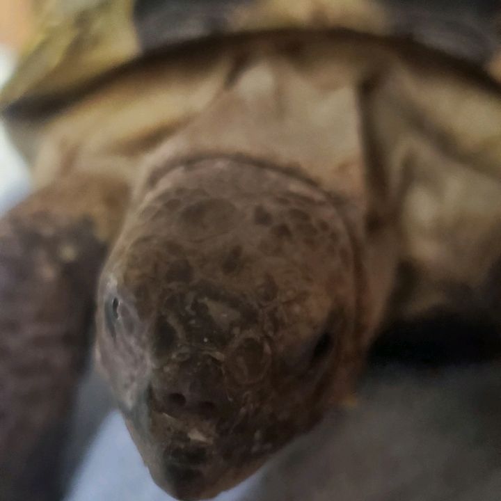 Profile Picture of sheldon the tourtise (@sheldonthetortise) on Tiktok