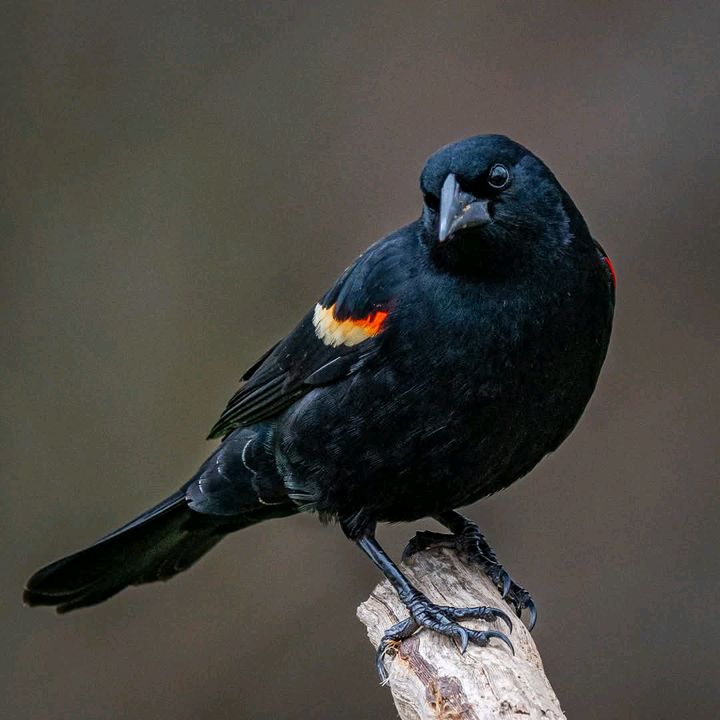 Profile Picture of Richard (@richardkelvin2) on Tiktok