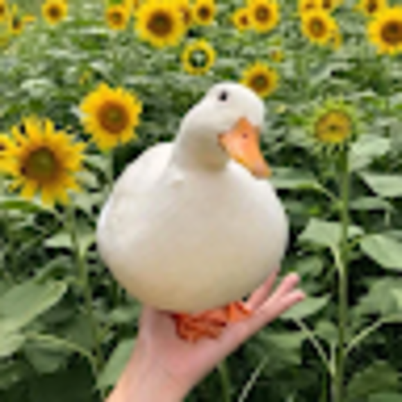 Profile Picture of Peter Chen (@peterchen330) on Poshmark