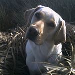 Profile Picture of Jason White (@fowlpla) on Instagram