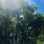 Profile Picture of alice boyle (@aliceb3775) on Instagram