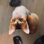 Profile Picture of GingerLove🐈♥️ (@ginger.loveee) on Instagram