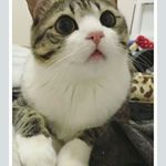 nawal hashim - Instagram Profile Picture of nawal hashim (@nawal.hashim) on Instagram